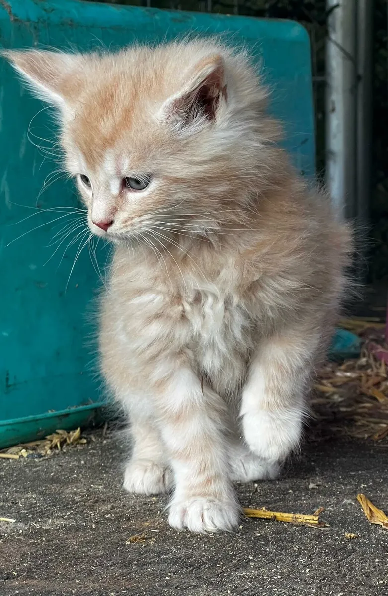 Purebreed maine coone kittens - Image 1