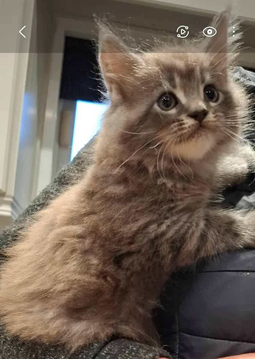 Purebreed maine coone kittens - Image 2