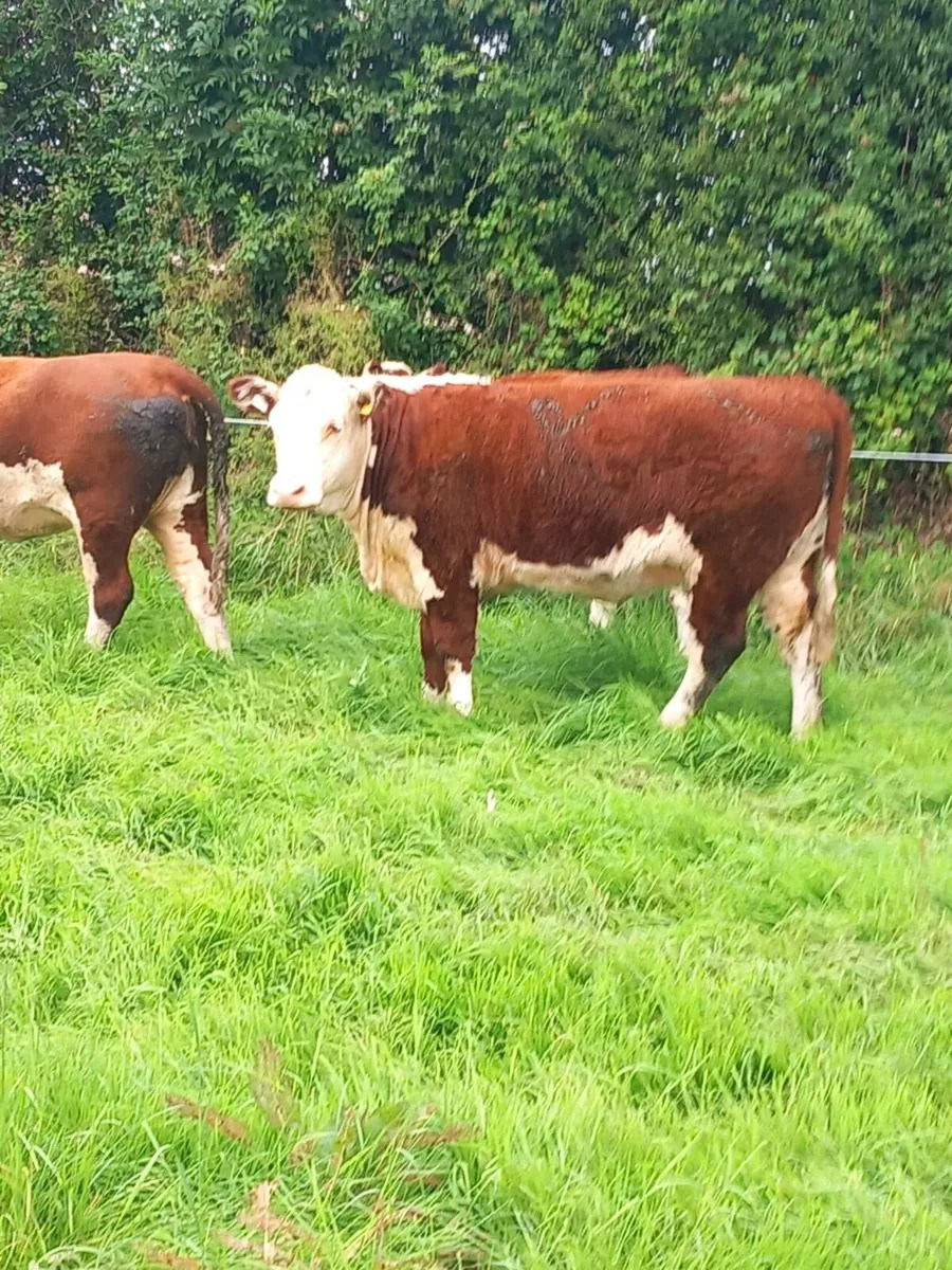 Pedigree Hereford Heifers - Image 2