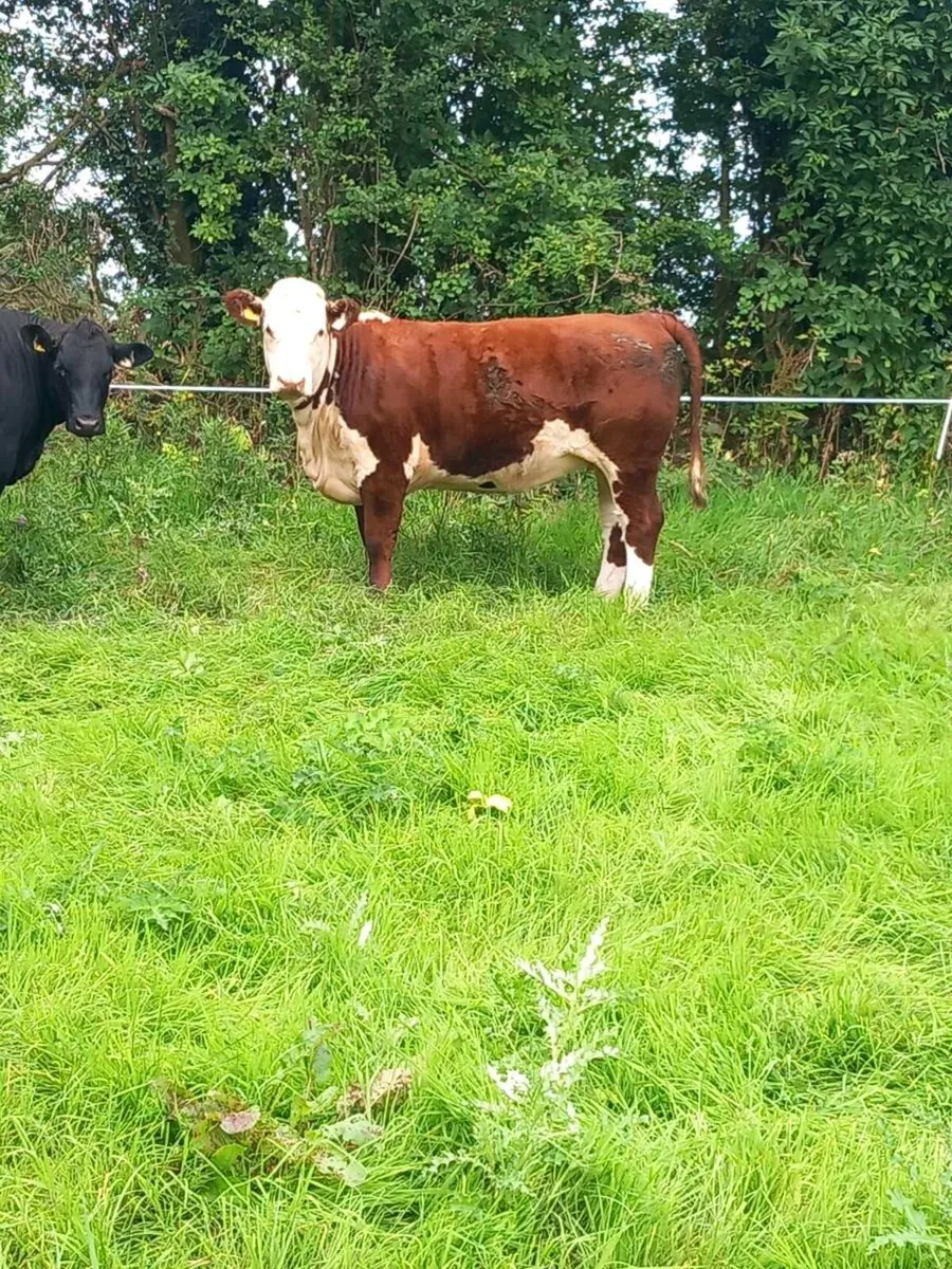 Pedigree Hereford Heifers - Image 3