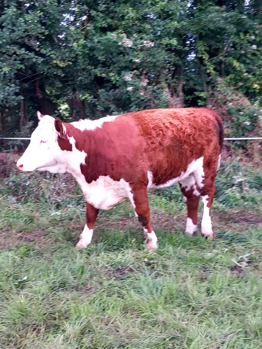 Pedigree Hereford Heifers - Image 4