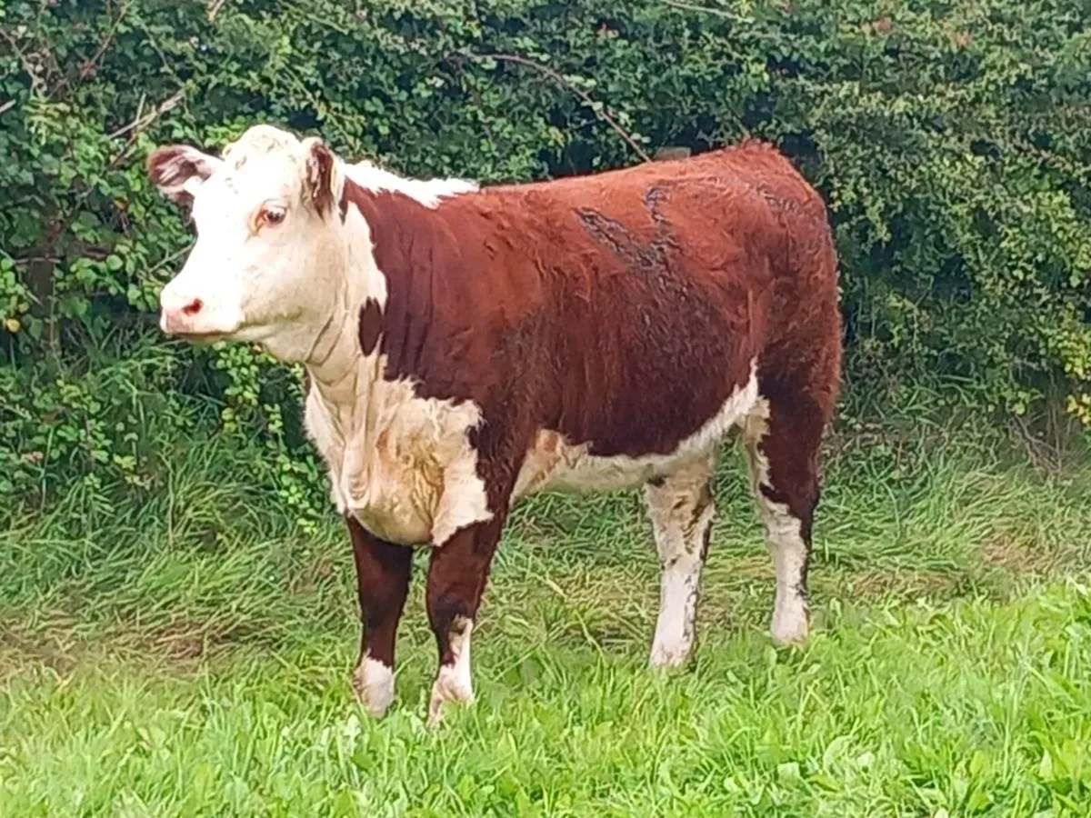 Pedigree Hereford Heifers - Image 1