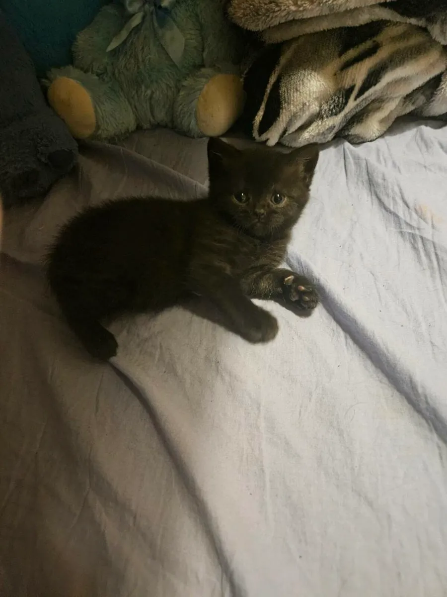 Brithsh short cat  no time waster - Image 3