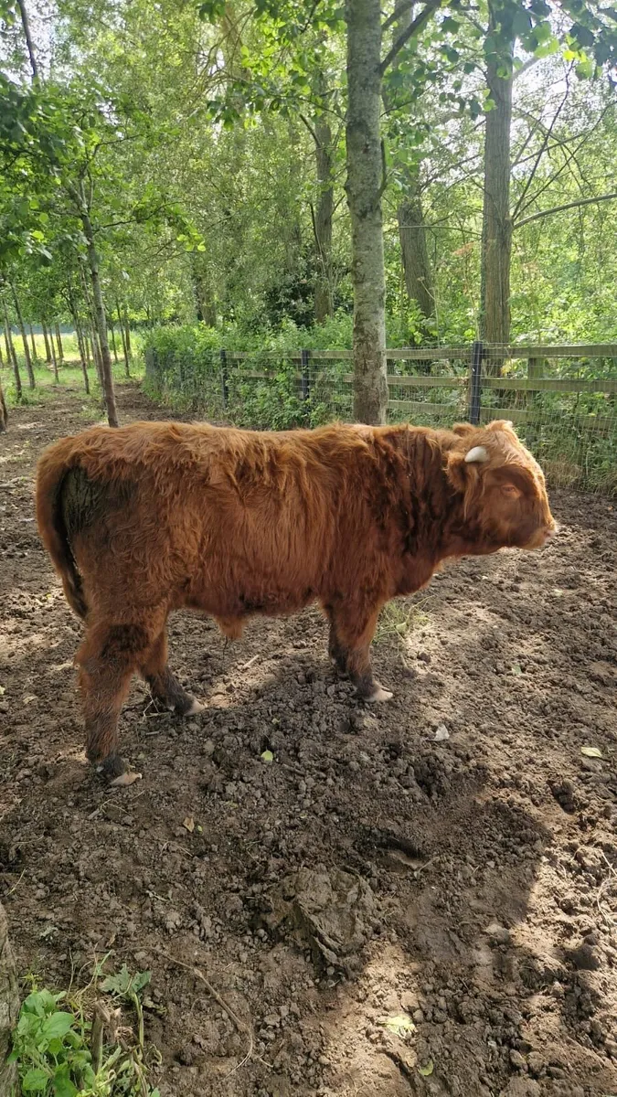 Highland heifer - Image 1