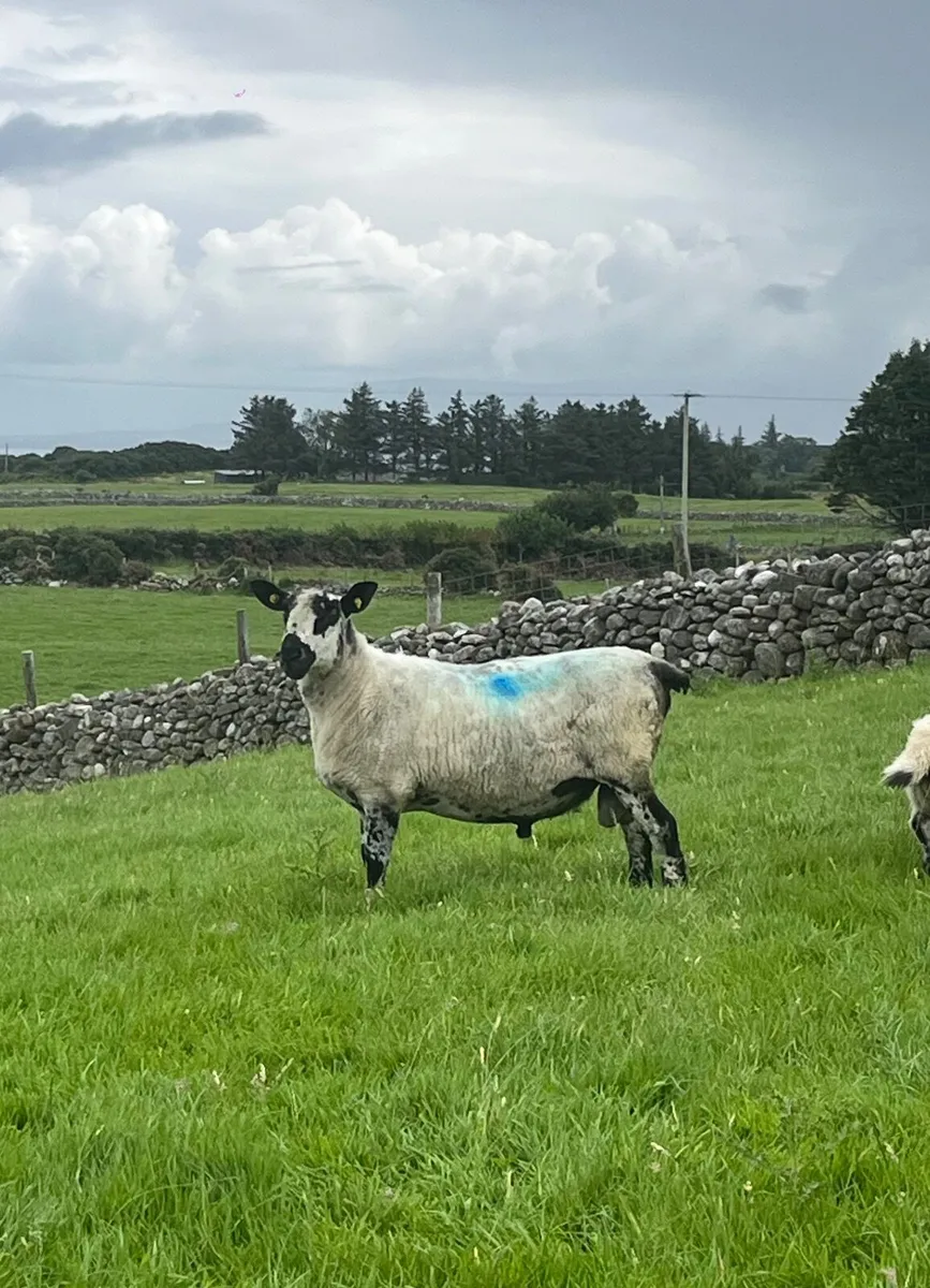 Milford Ram for sale - Image 1