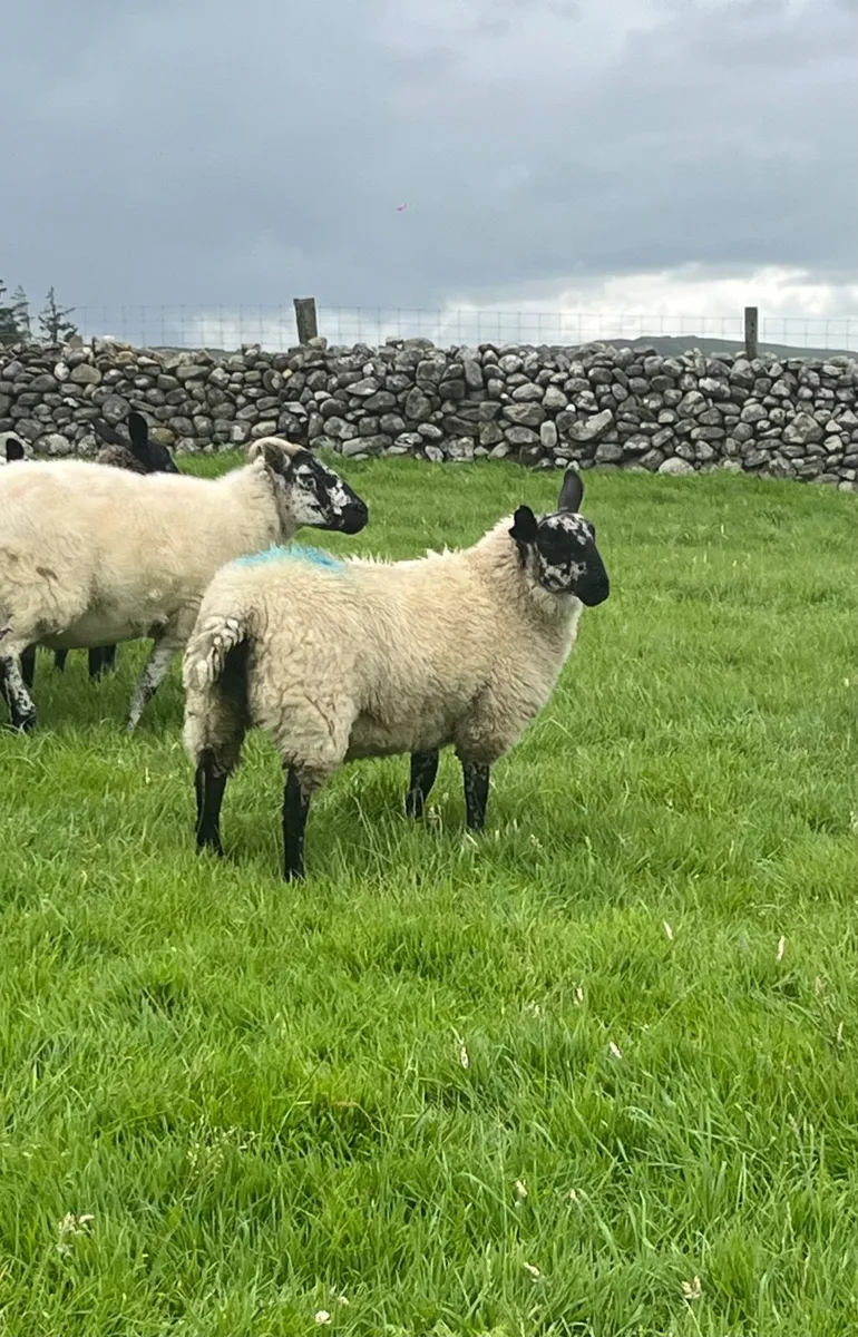 Milford Ram for sale - Image 2