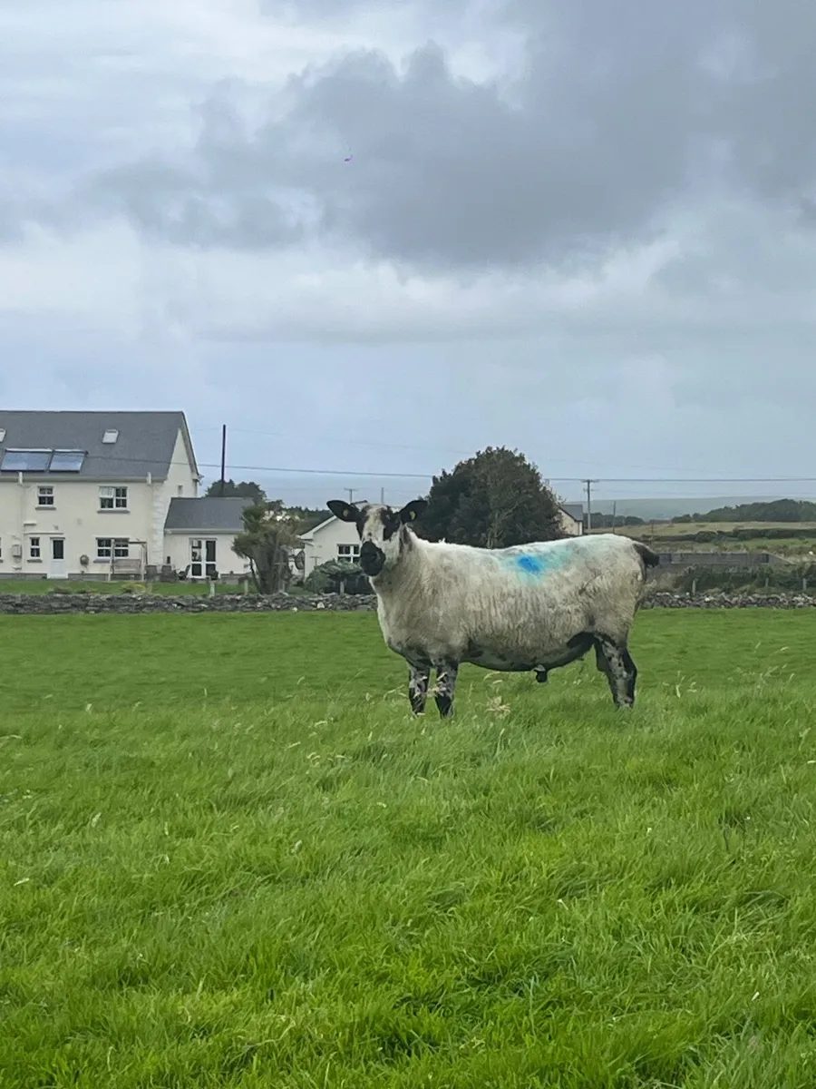 Milford Ram for sale - Image 3