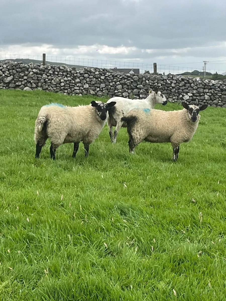 Milford Ram for sale - Image 4