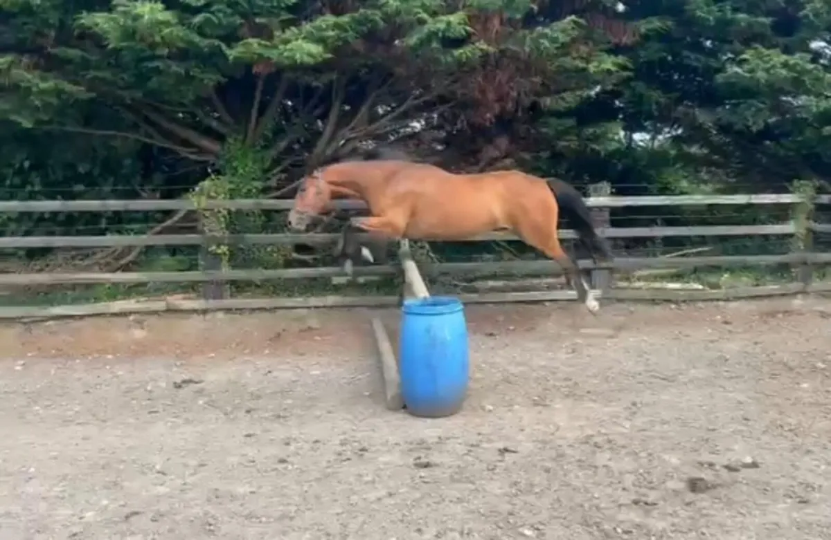 3 year old gelding - Image 1