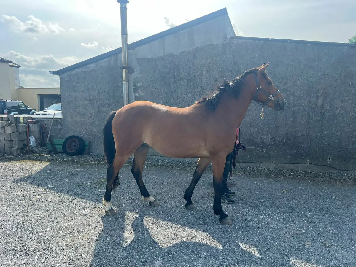 3 year old gelding - Image 3