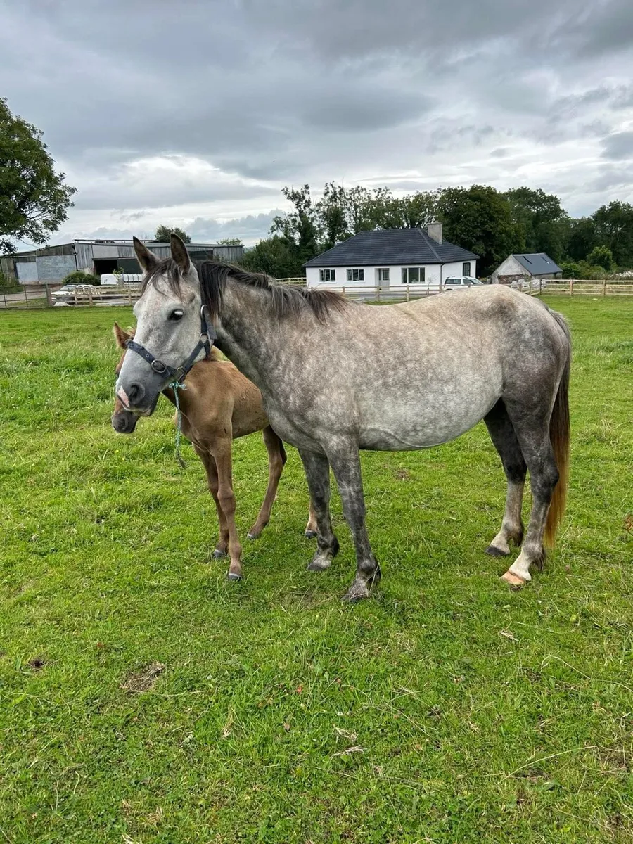 Young Connemara mare’s with foals at foot - Image 1