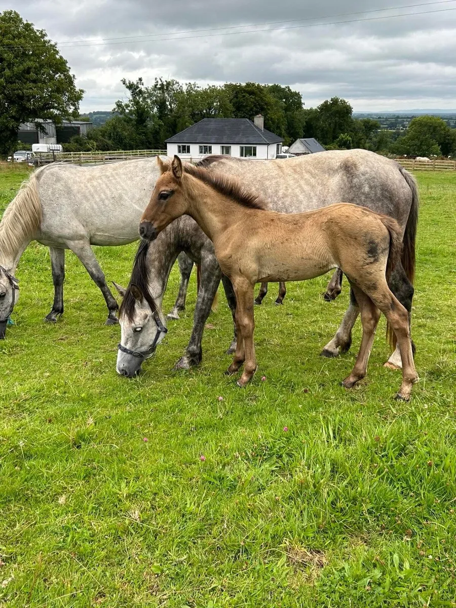 Young Connemara mare’s with foals at foot - Image 2