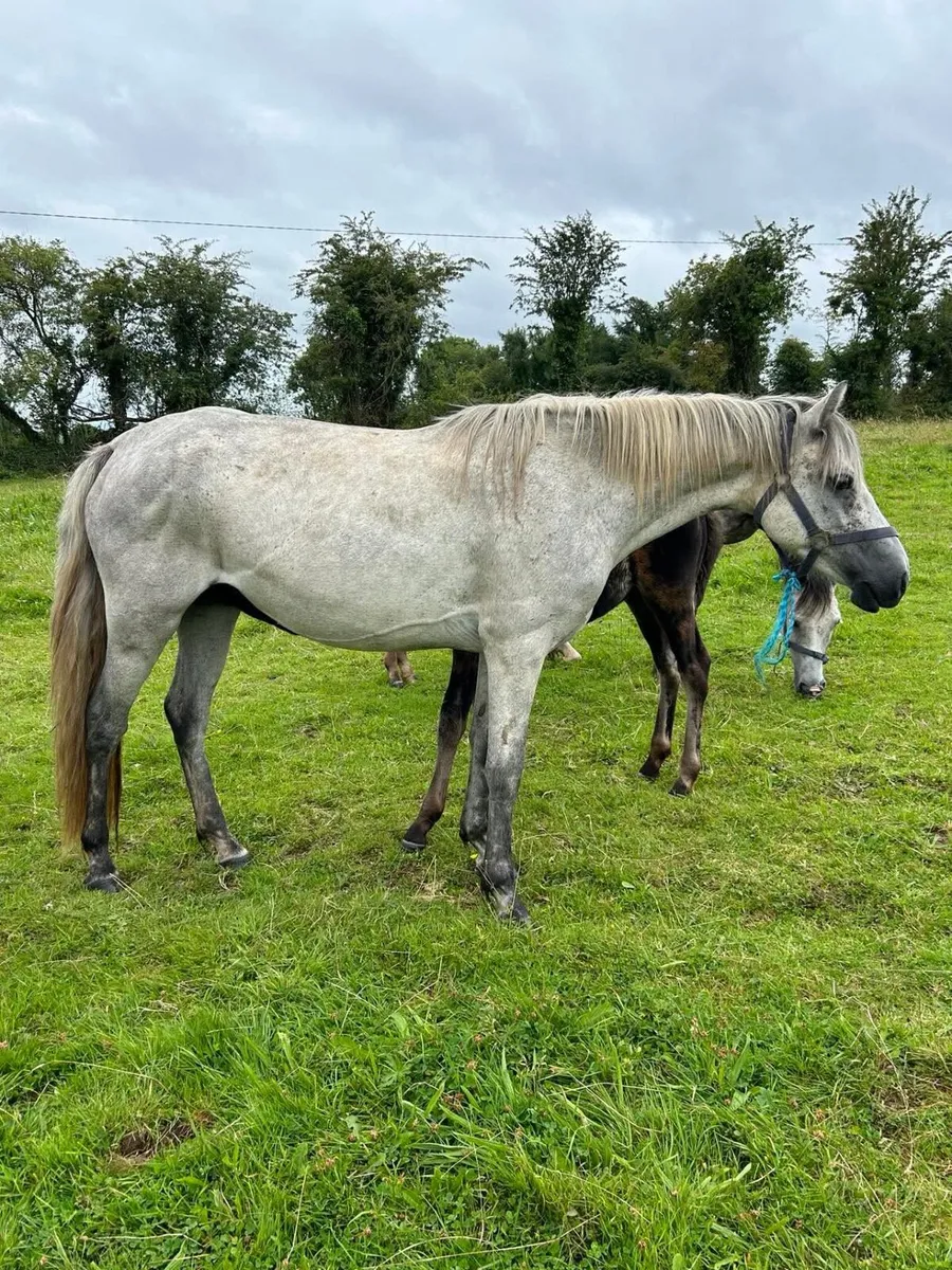 Young Connemara mare’s with foals at foot - Image 3