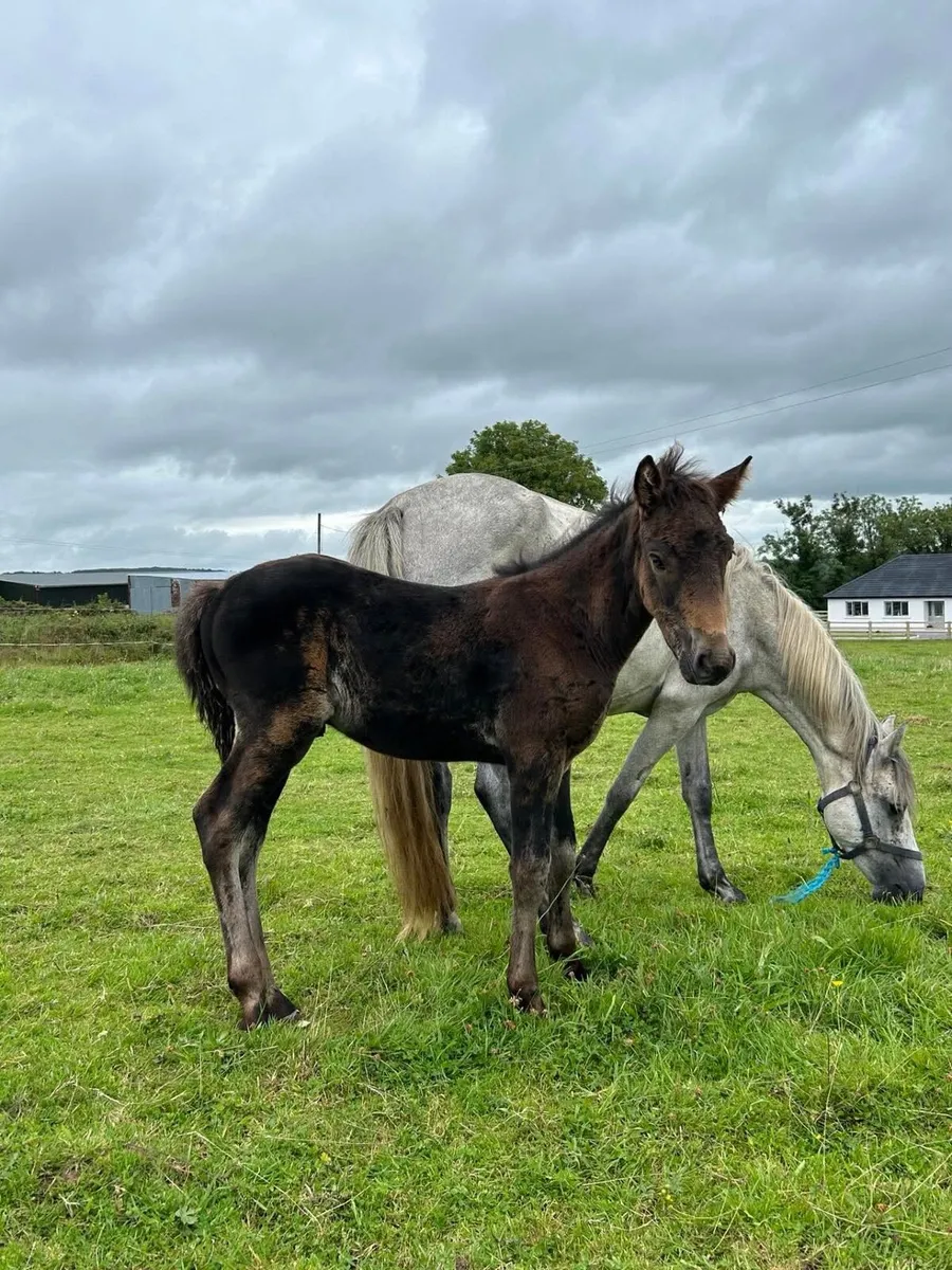 Young Connemara mare’s with foals at foot - Image 4