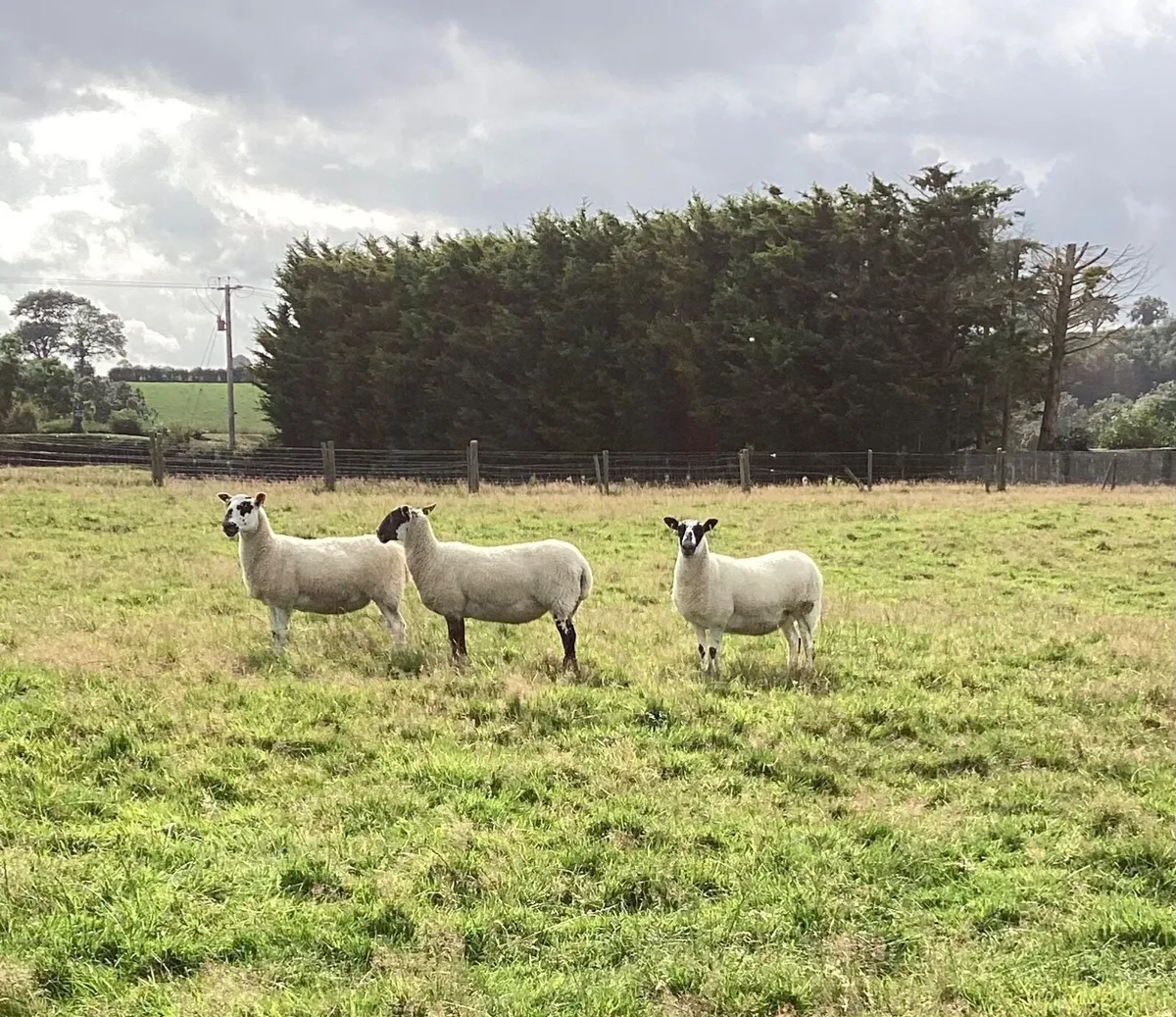 Sheep - Image 1