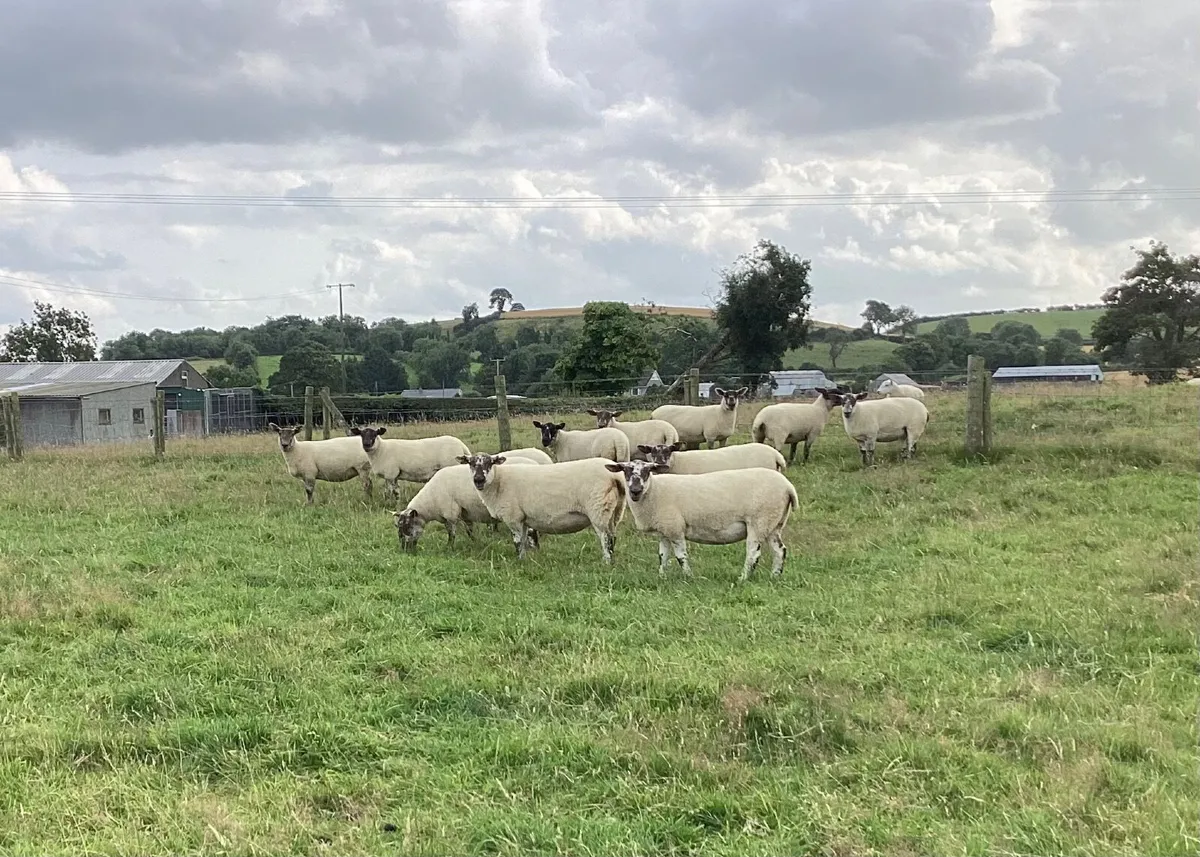 Sheep - Image 2