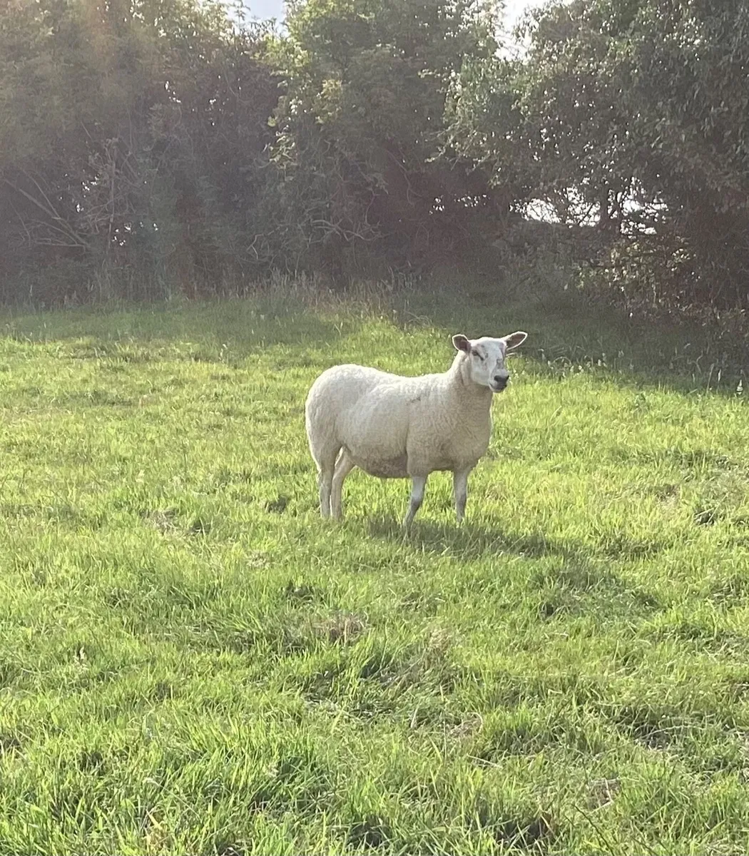 Sheep - Image 3