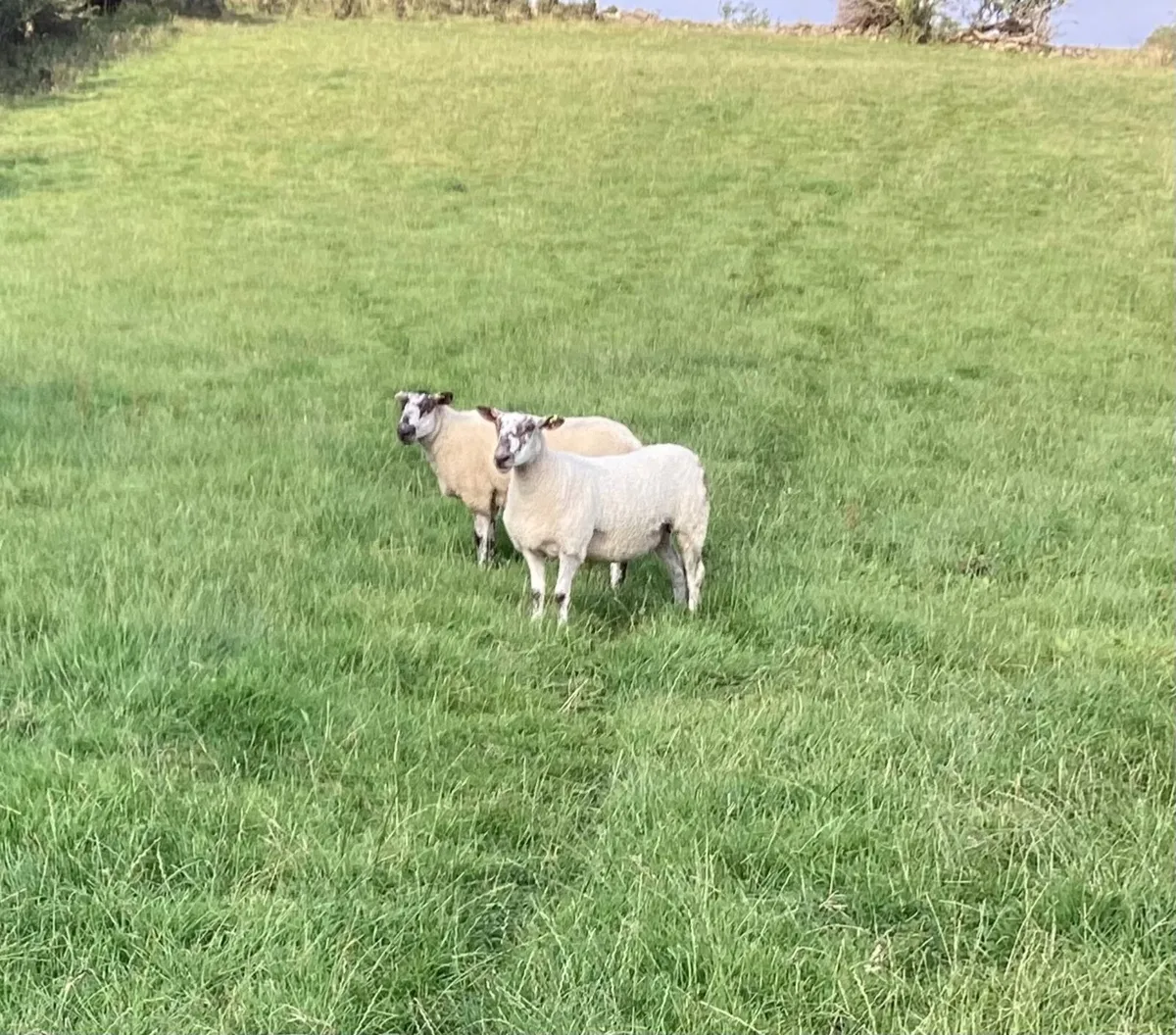 Sheep - Image 4