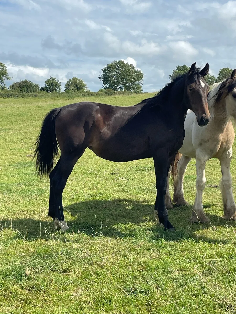 ☘️Traditional Irish bred yearling 🍀 - Image 1