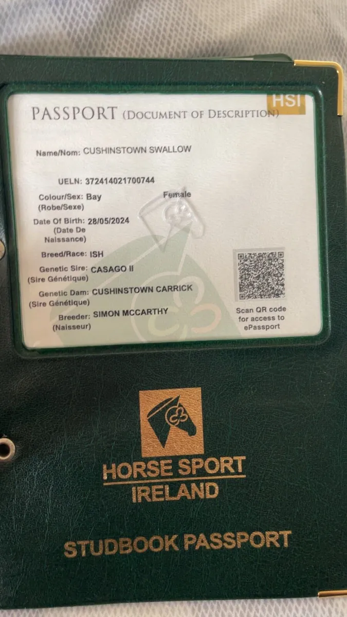 ☘️Traditional Irish bred yearling 🍀 - Image 2