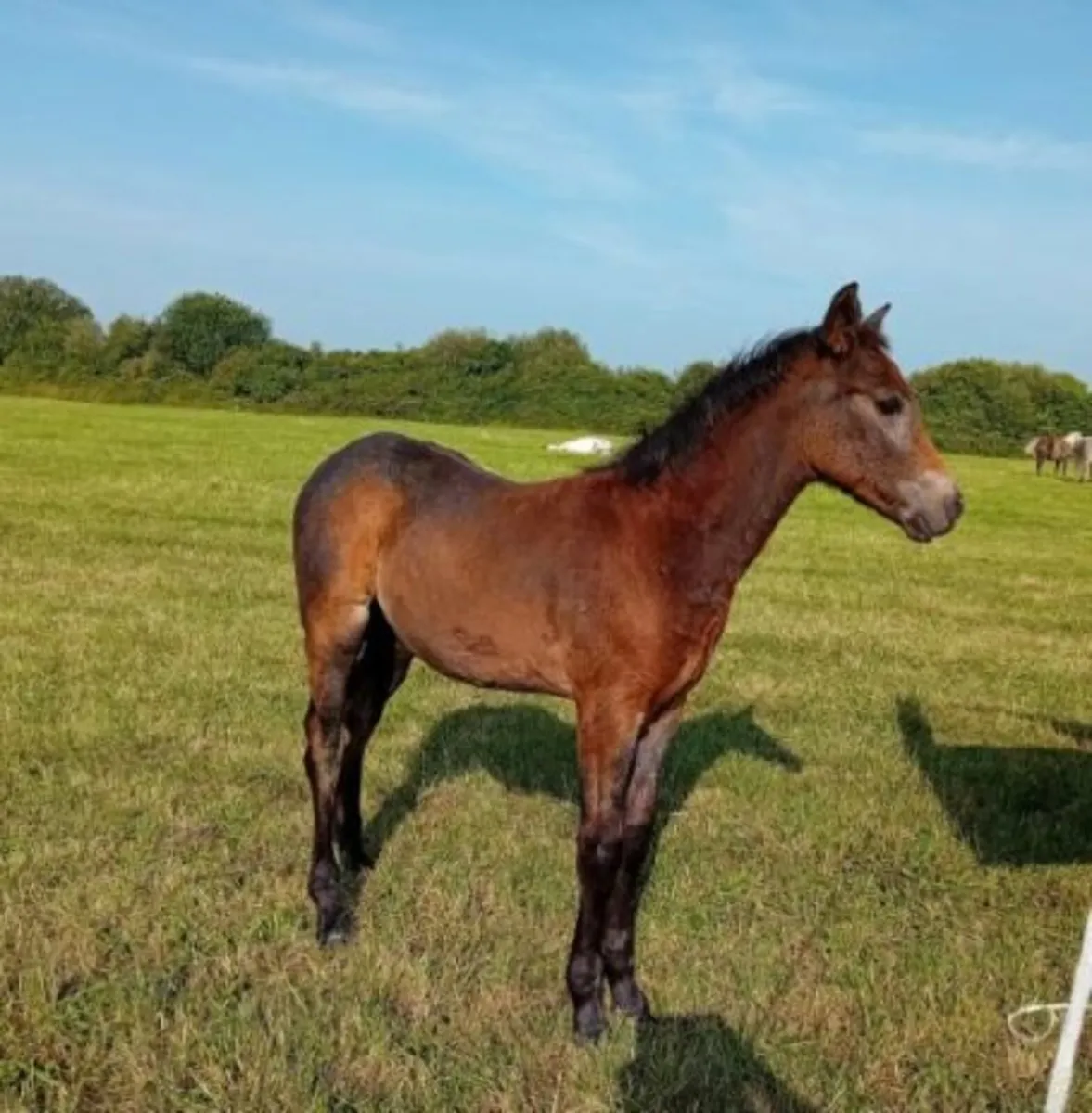 Connemara Foals - Image 1