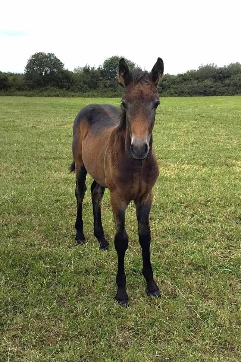 Connemara Foals - Image 2