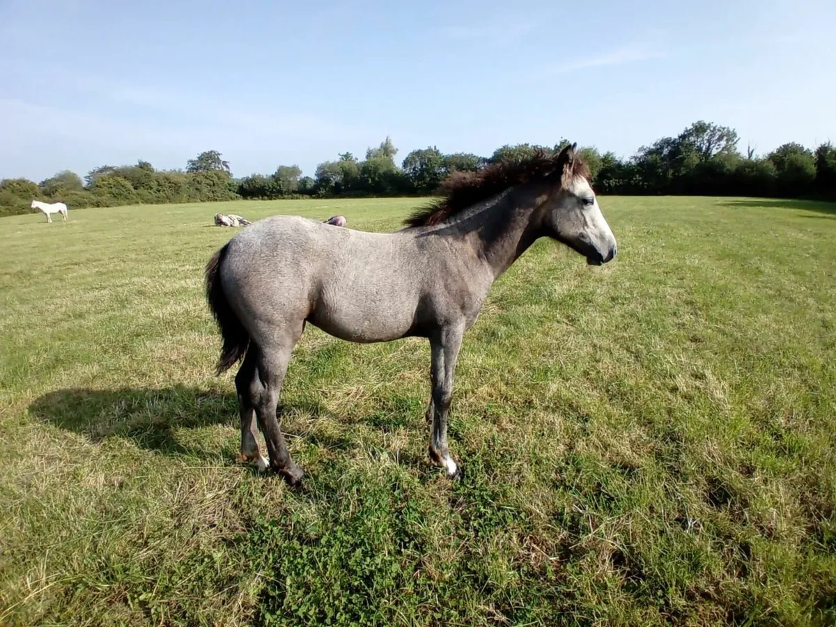 Connemara Foals - Image 3