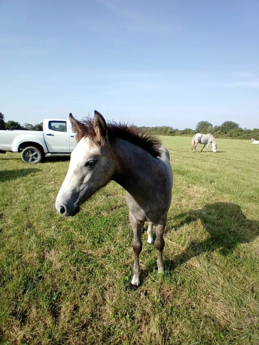Connemara Foals - Image 4