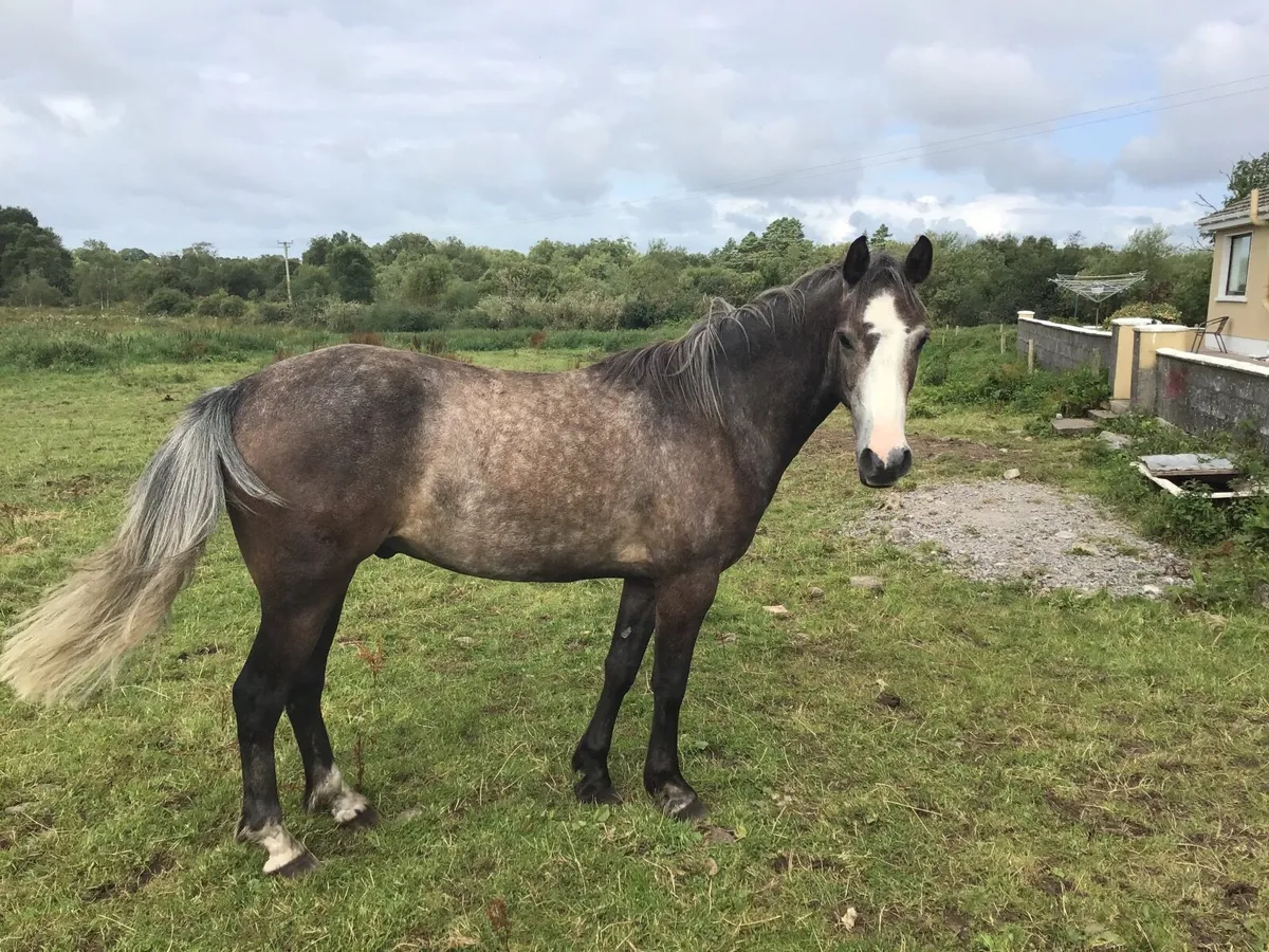 3 Year Old Connemara Gelding Broken and Riden - Image 1