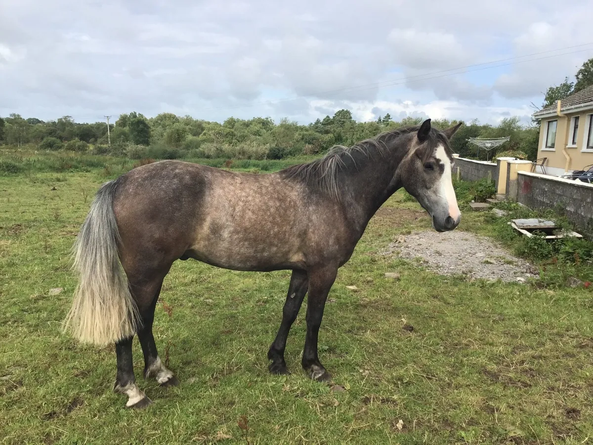 3 Year Old Connemara Gelding Broken and Riden - Image 3