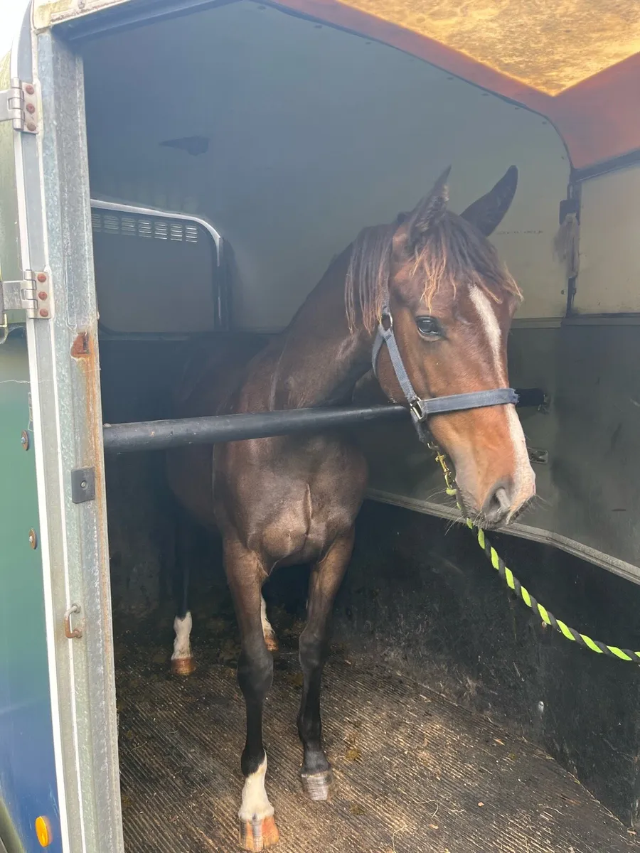 Yearling Colt - Image 1