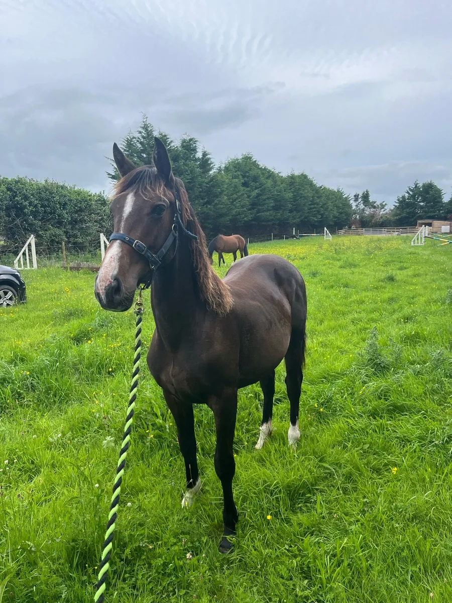 Yearling Colt - Image 2