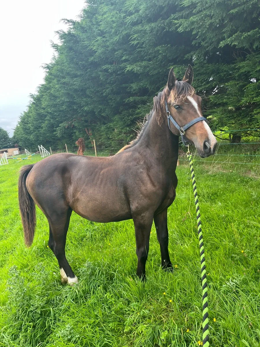 Yearling Colt - Image 3
