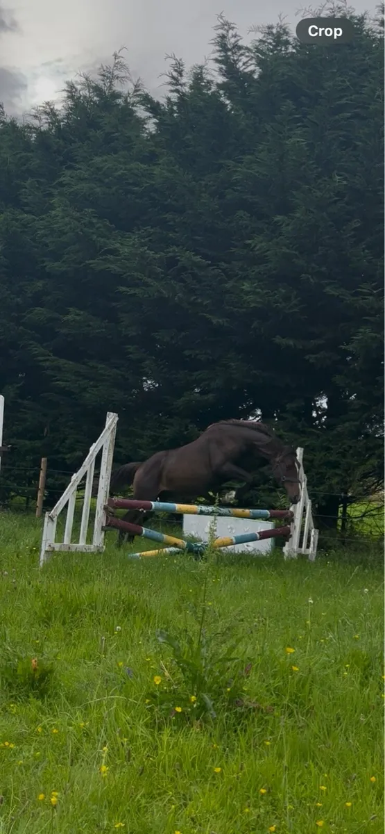 Yearling Colt - Image 4