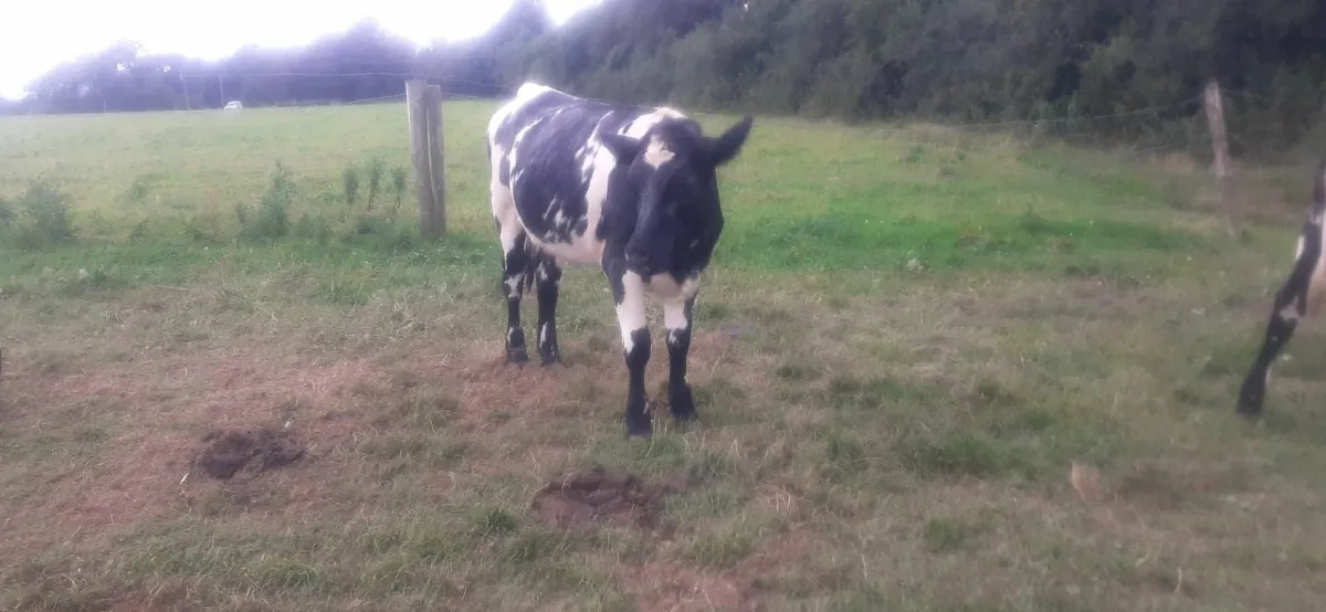 Shorthorn heifers - Image 2