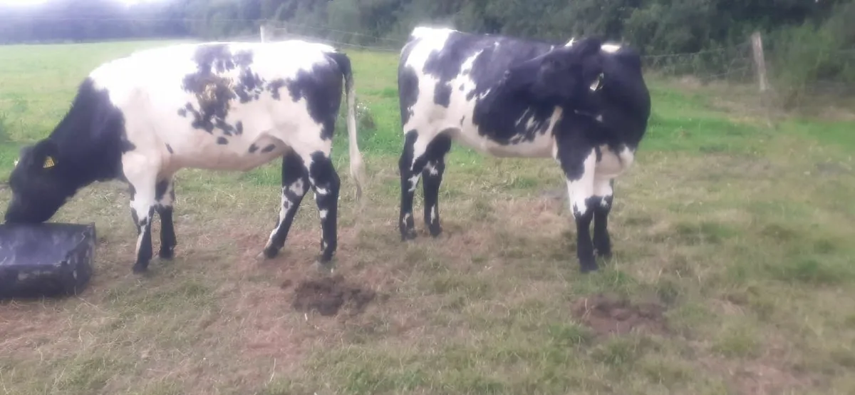 Shorthorn heifers - Image 3