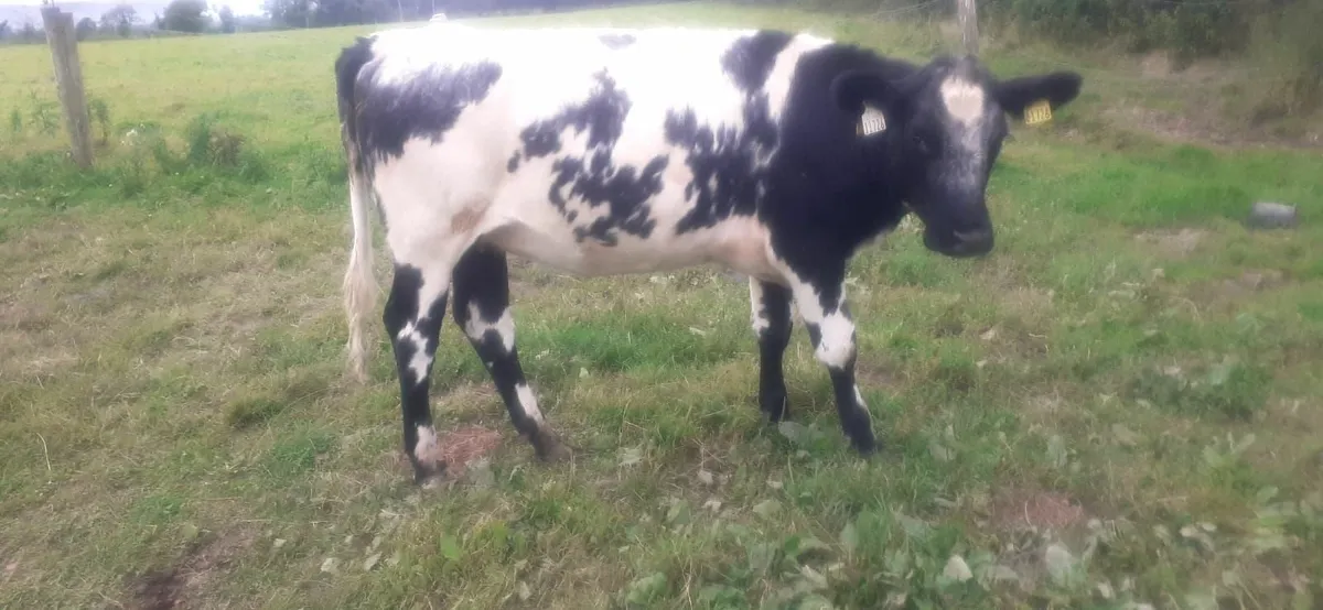 Shorthorn heifers - Image 4