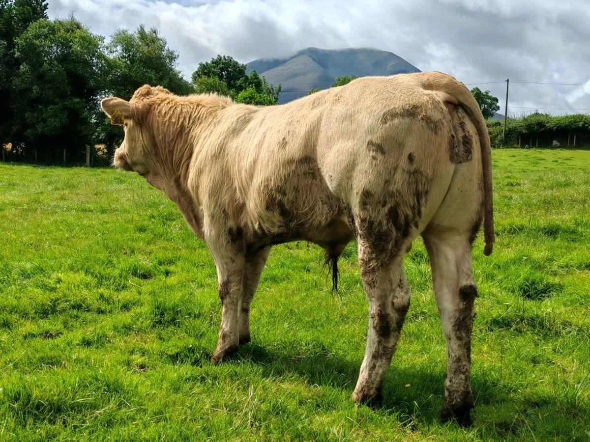 12 Super Bullock's. - Image 2