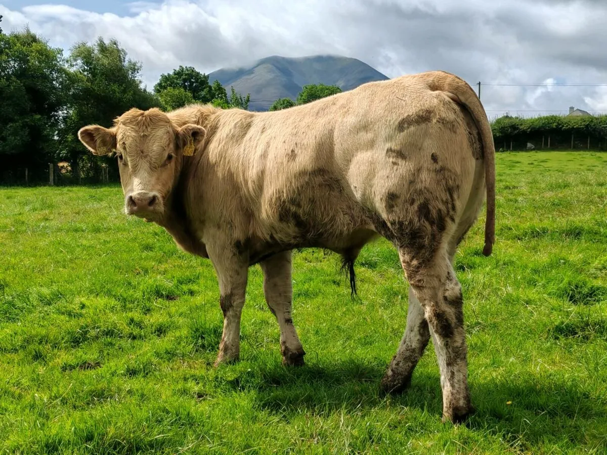 12 Super Bullock's. - Image 4
