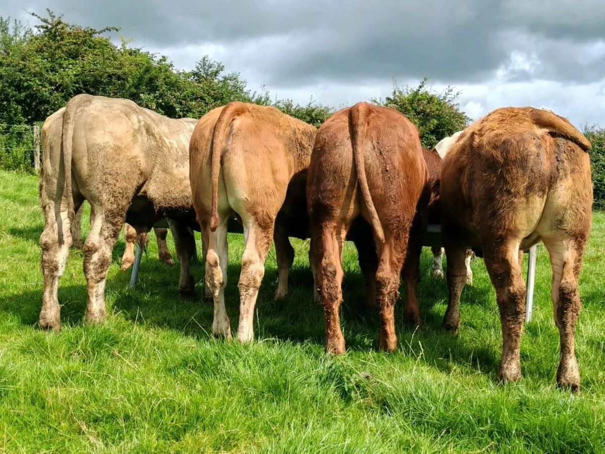 12 Super Bullock's. - Image 1