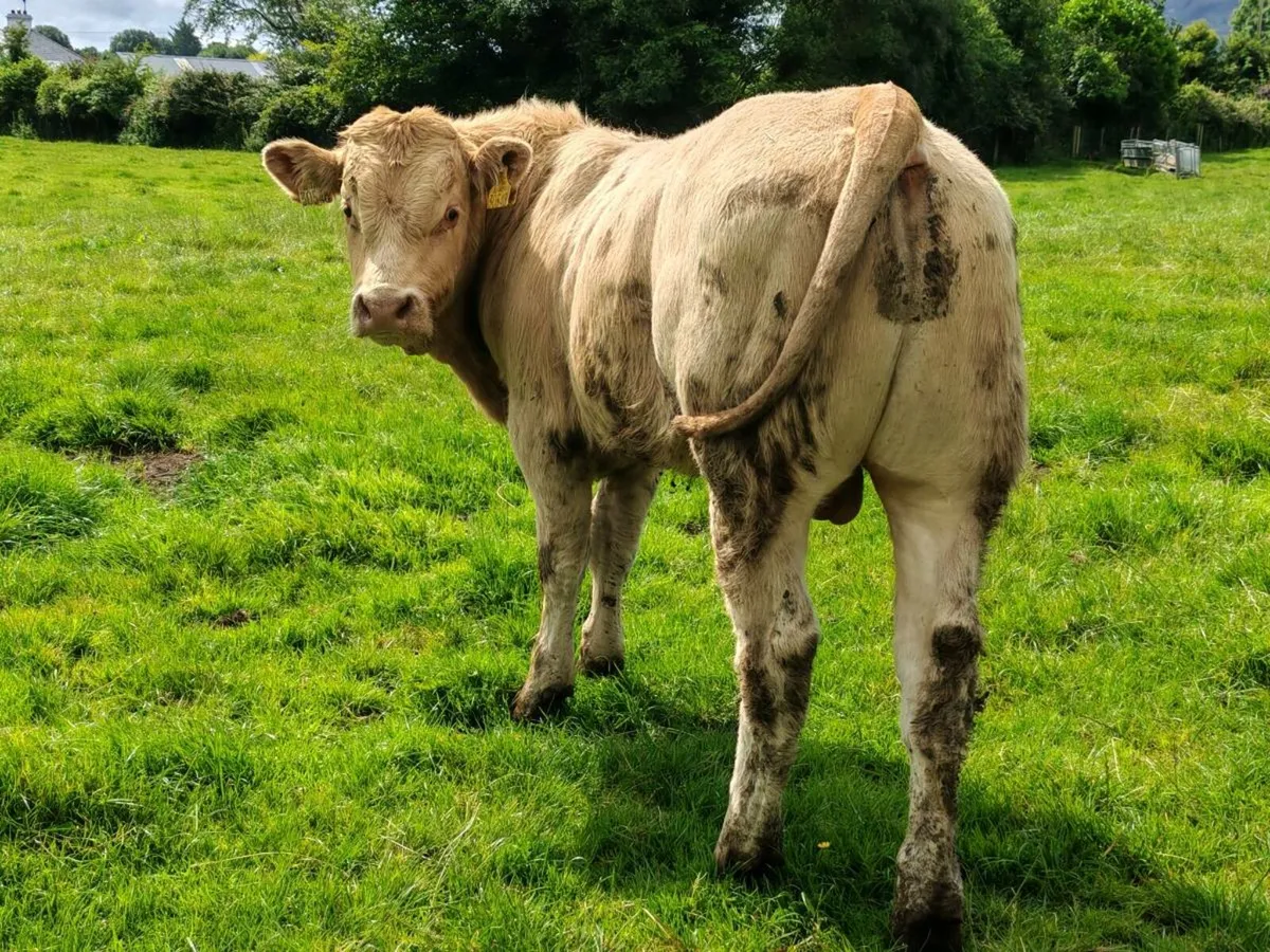 12 Super Bullock's. - Image 3