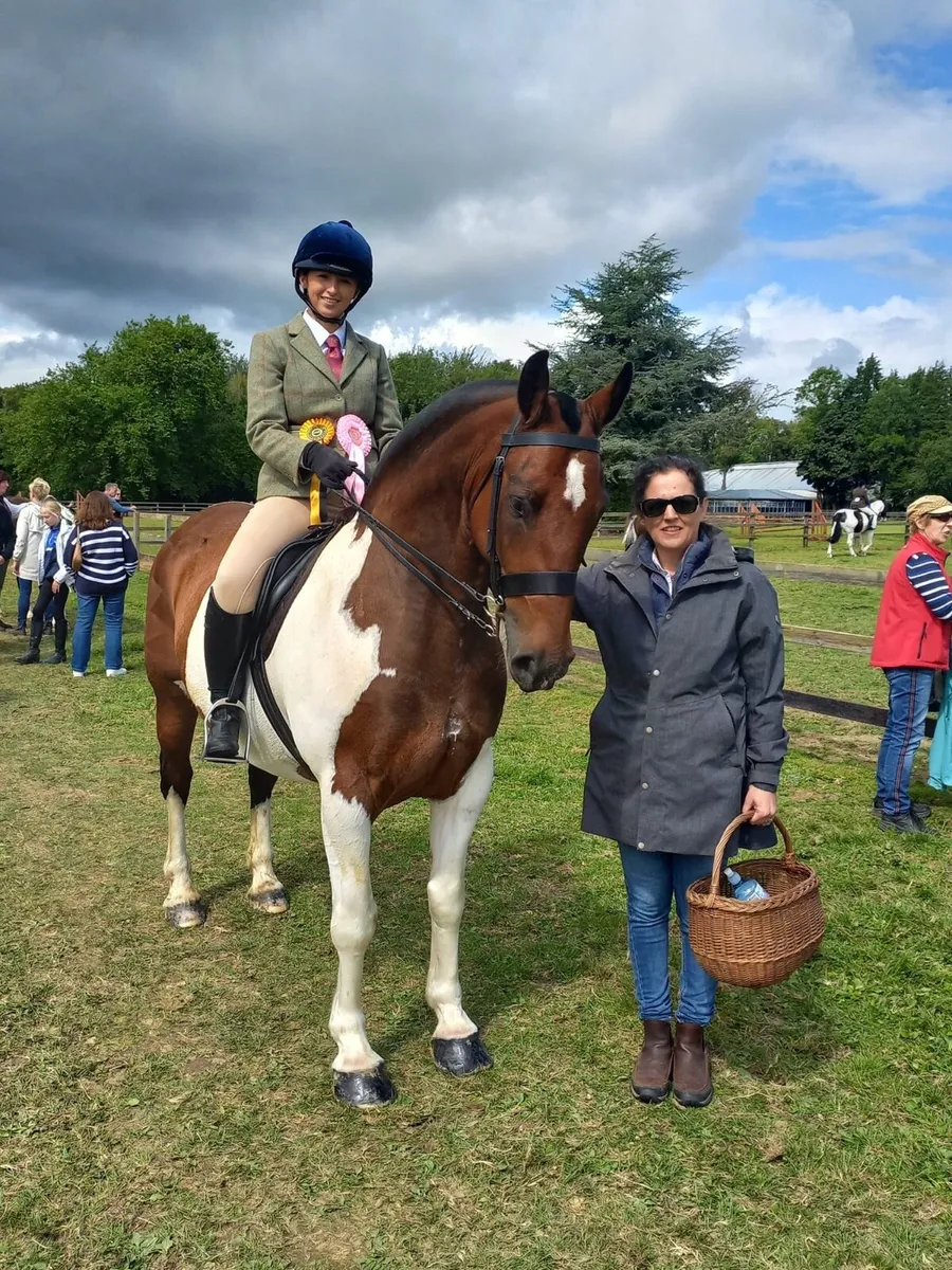 7yo cob - Image 1