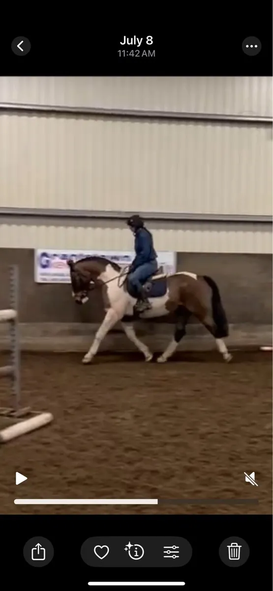 7yo cob - Image 2