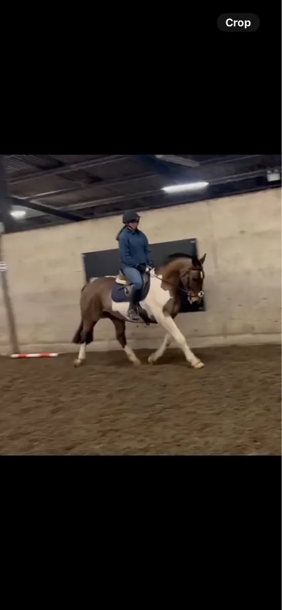 7yo cob - Image 4