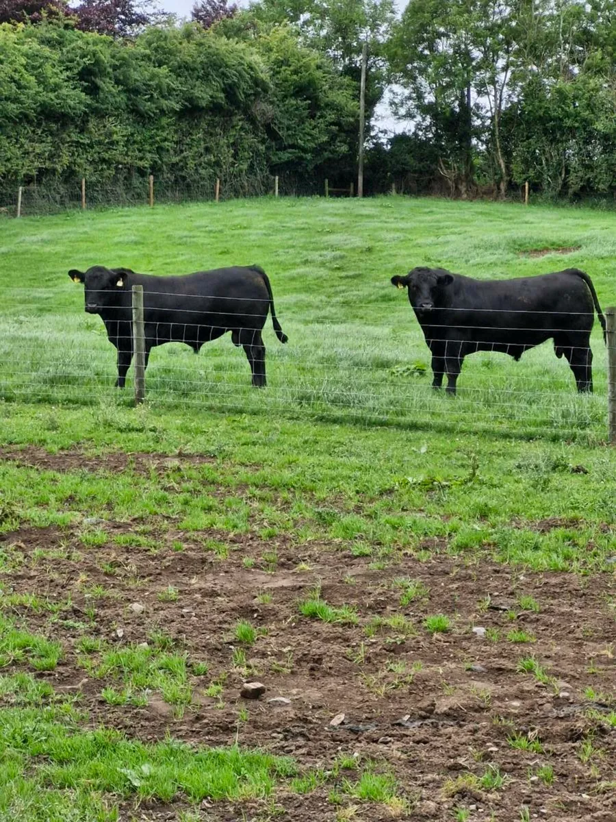 Angus bulls - Image 2