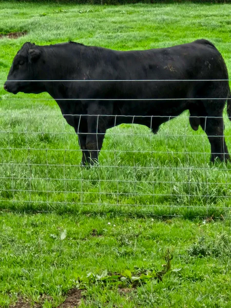 Angus bulls - Image 3