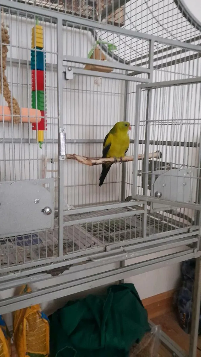Parrot + Cage - Image 1