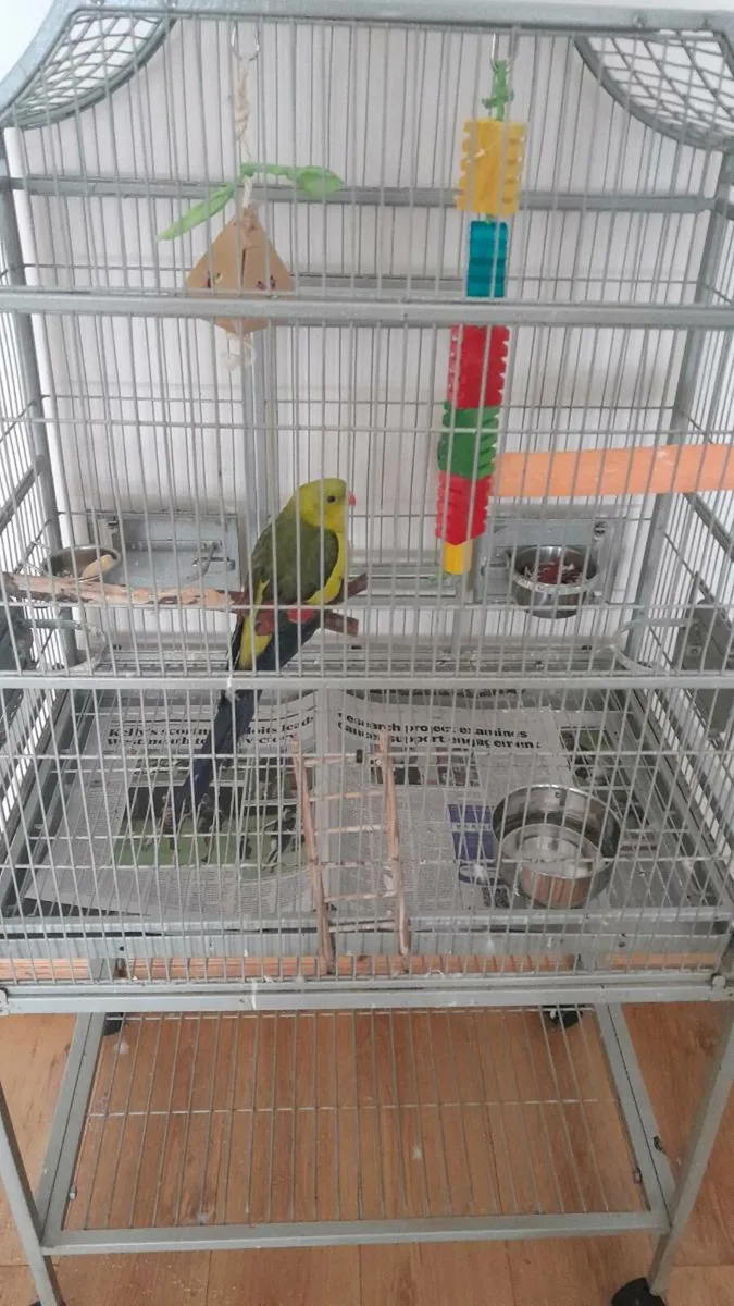 Parrot + Cage - Image 2