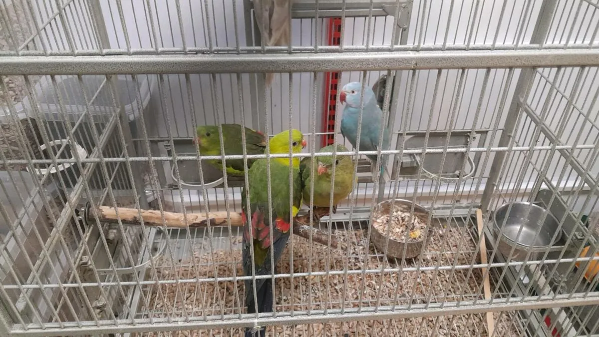 Parrot + Cage - Image 3