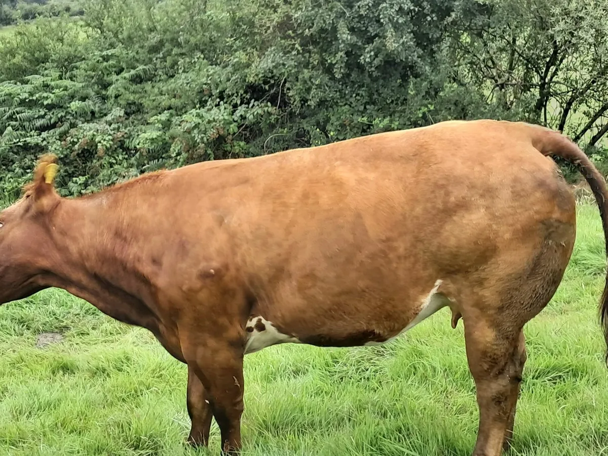 In calf heifers - Image 1